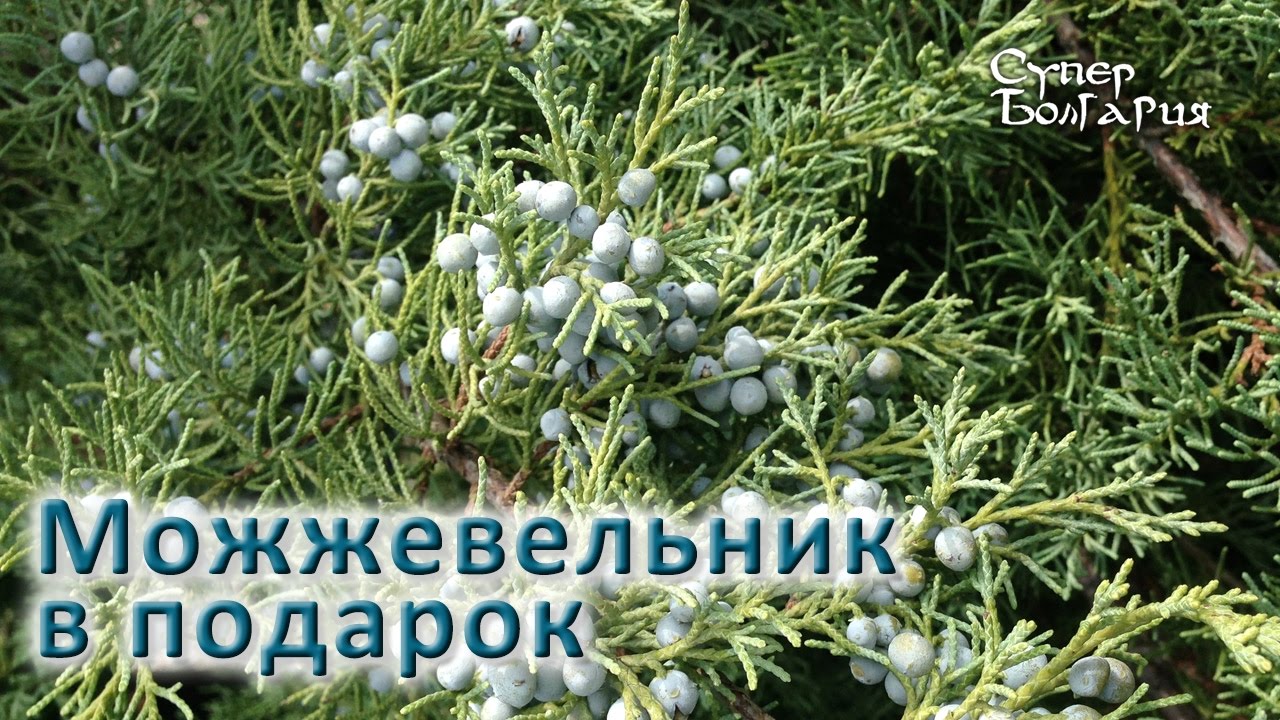 Можжевельник виргинский Можжевельник виргинский