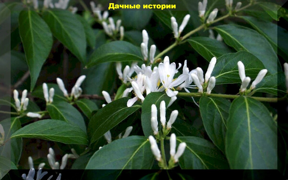 Жимолость Маака