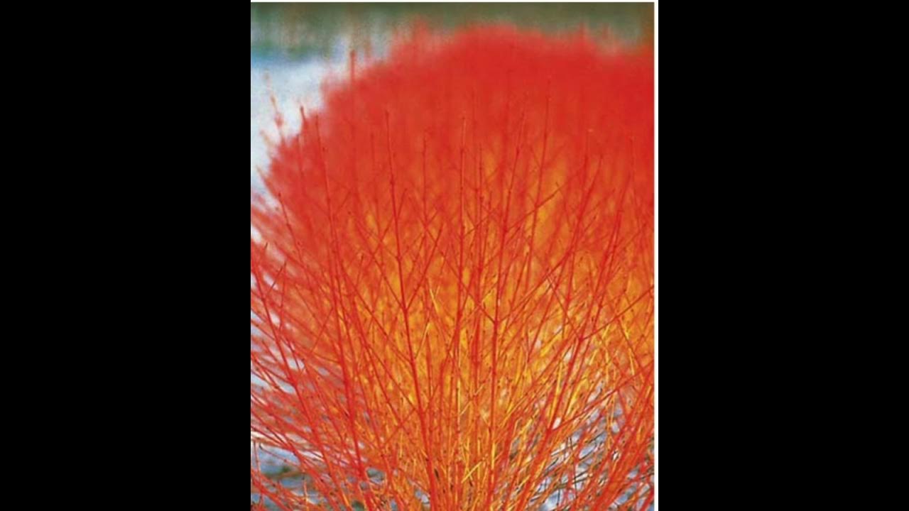 Дерен кроваво-красный Дерен кроваво-красный