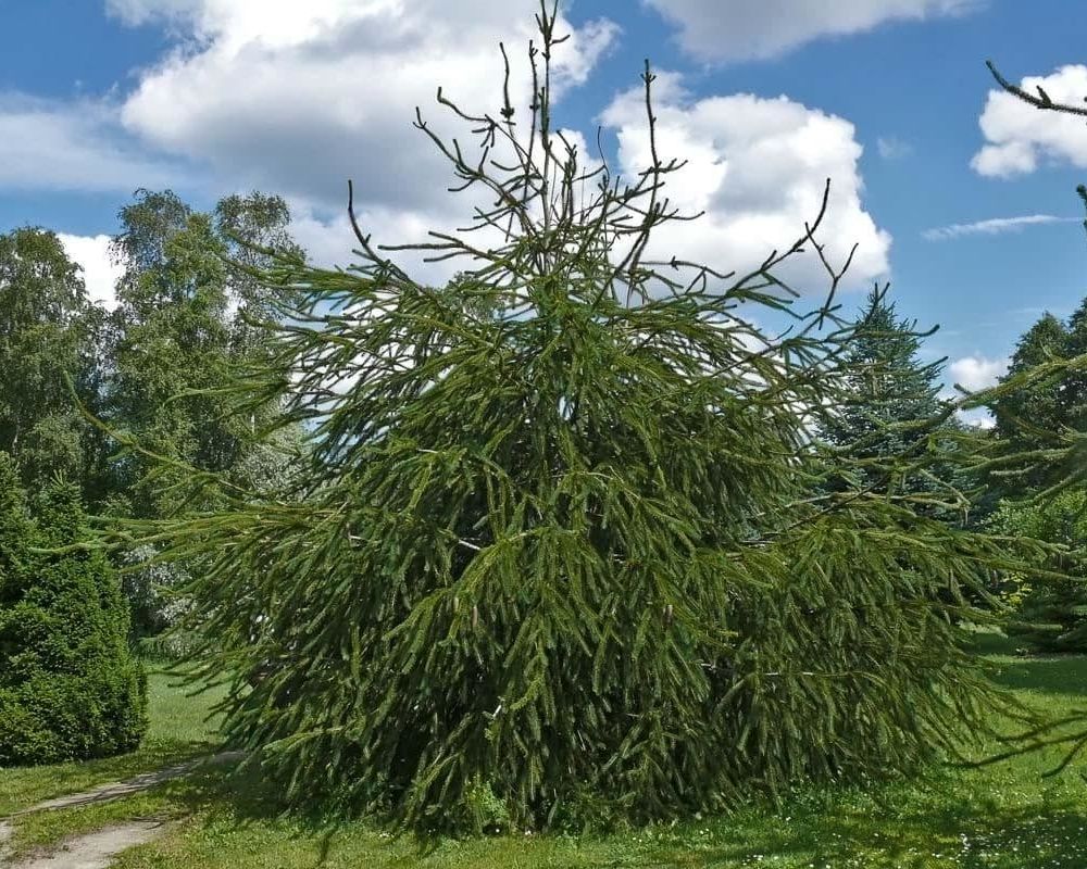 Ель обыкновенная