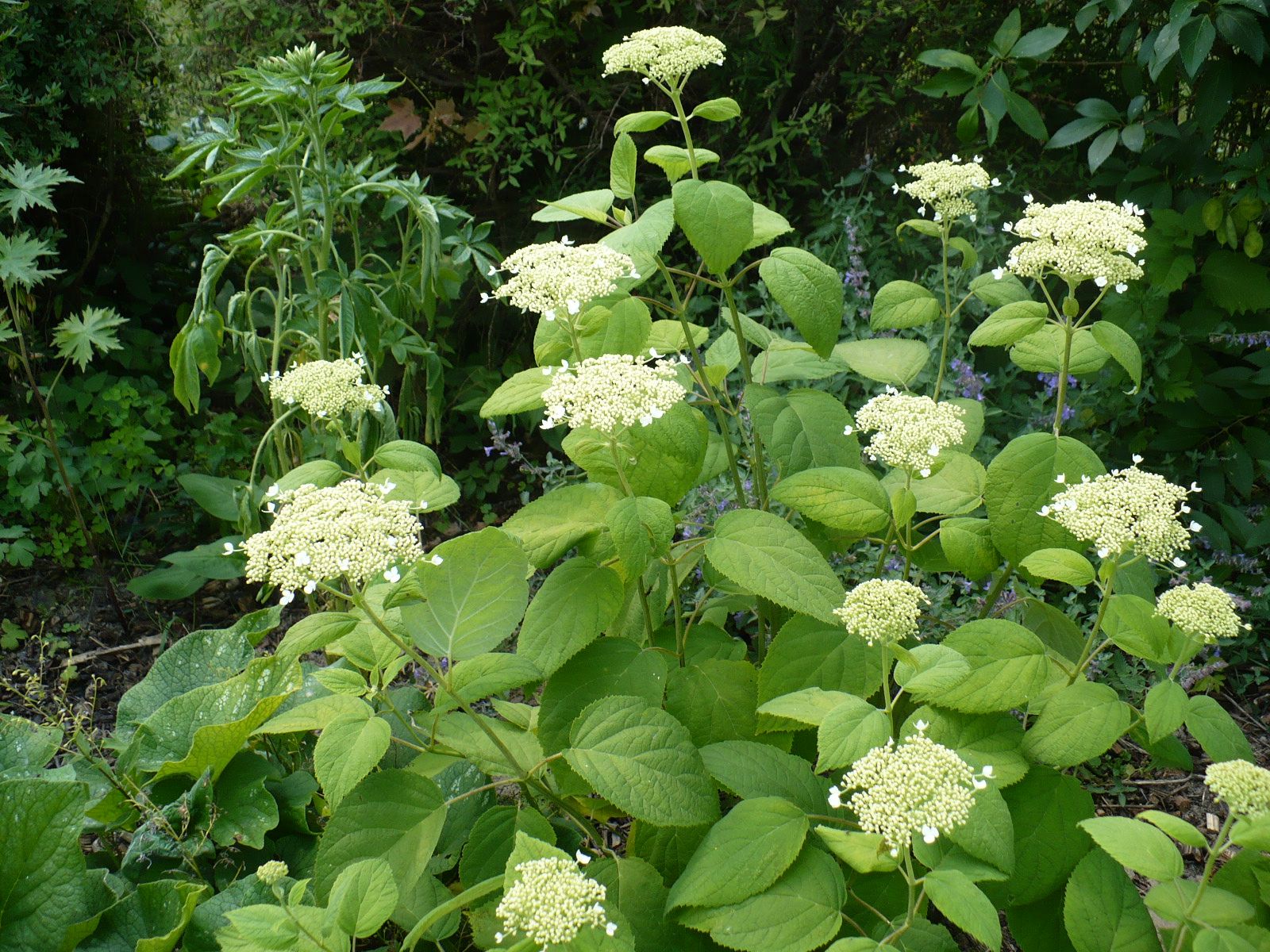 Гортензия пепельная Гортензия пепельная