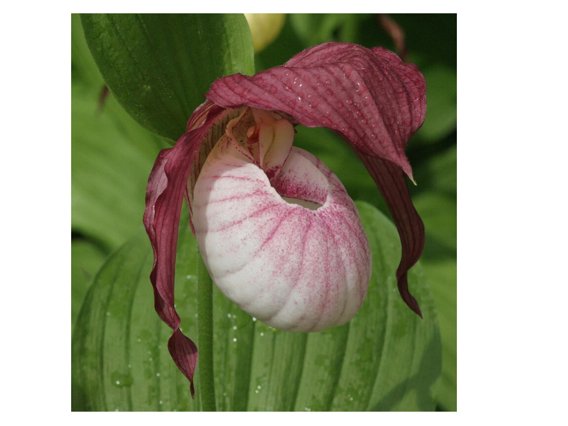 Башмачок калифорнийский