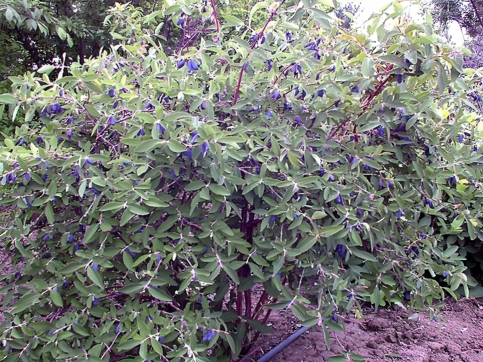 Жимолость алтайская