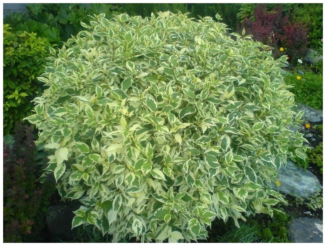 Дерен Натела Дерен Натела