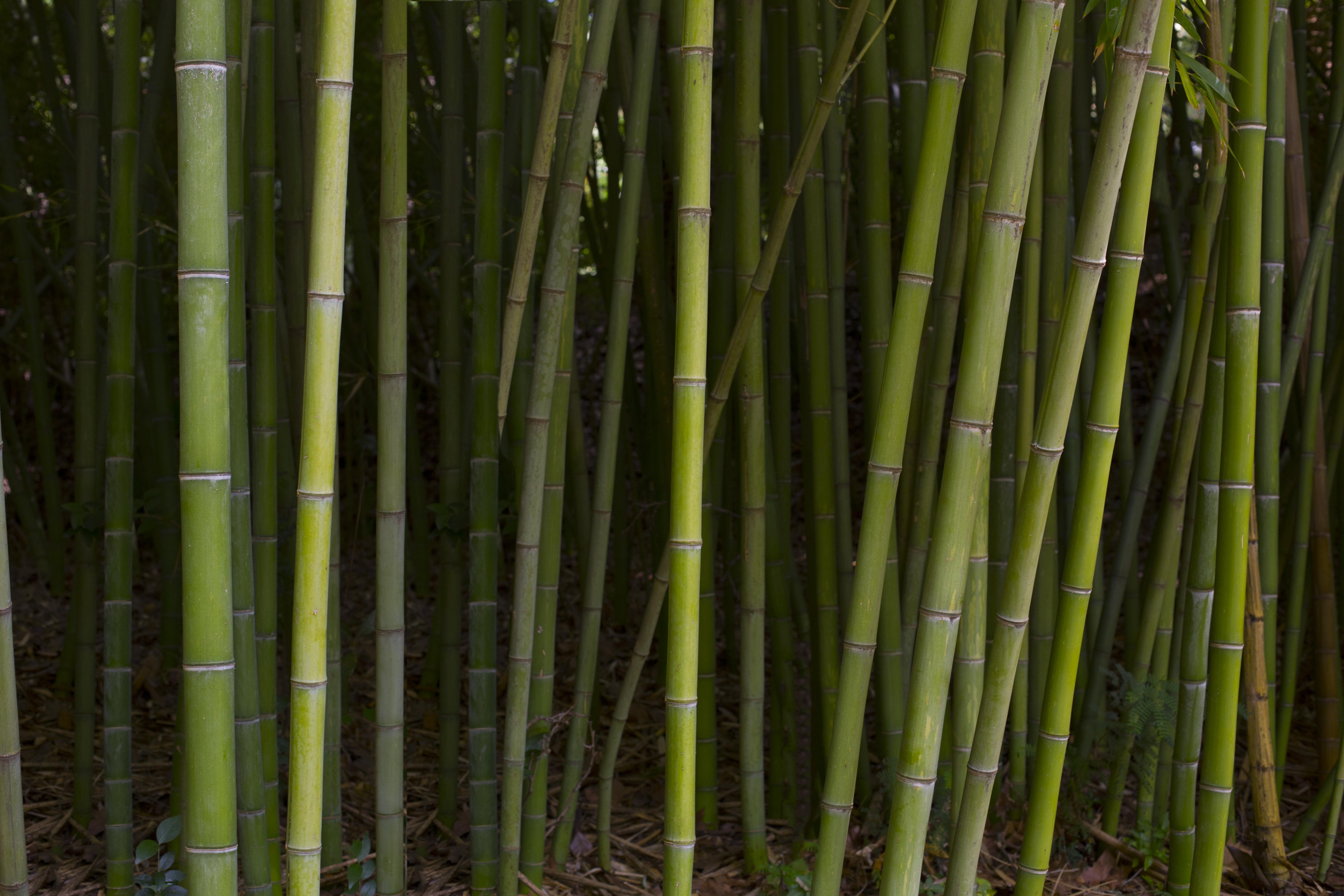Бамбук