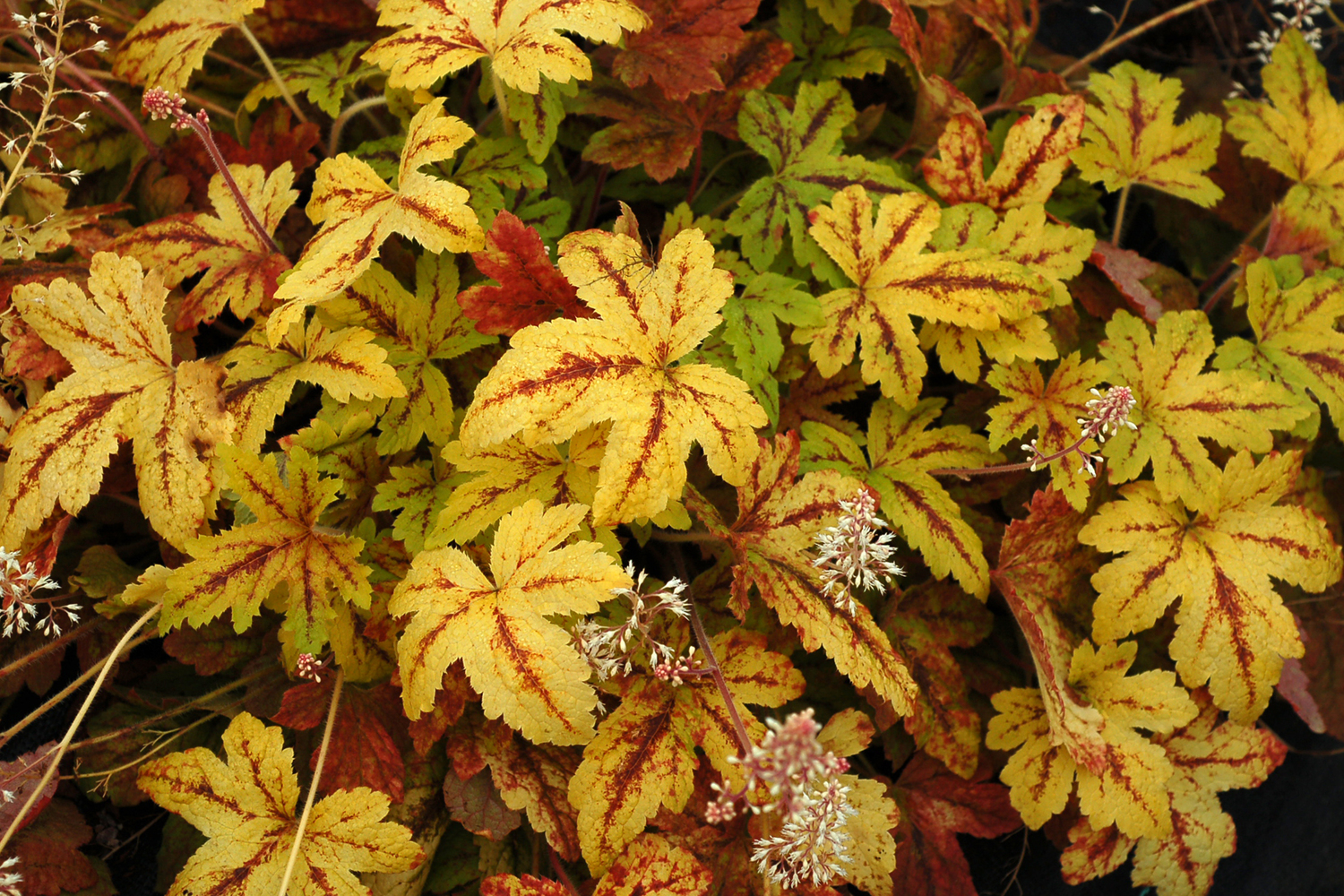 Гейхерелла