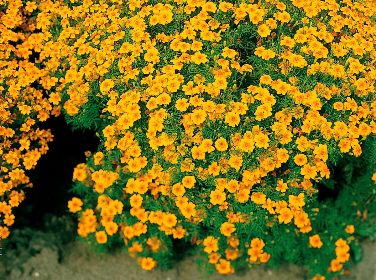 Бархатцы мелкоцветные