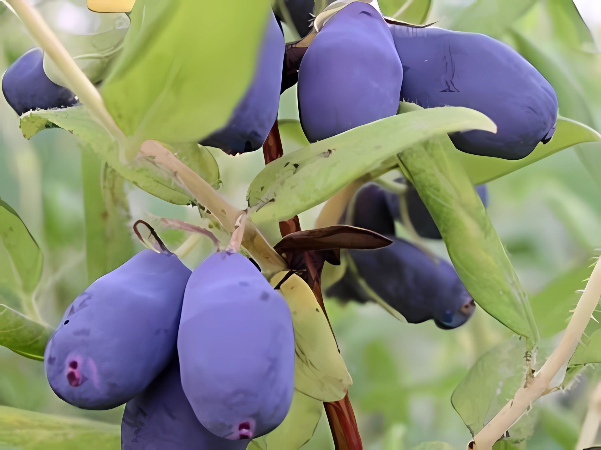 Жимолость алтайская