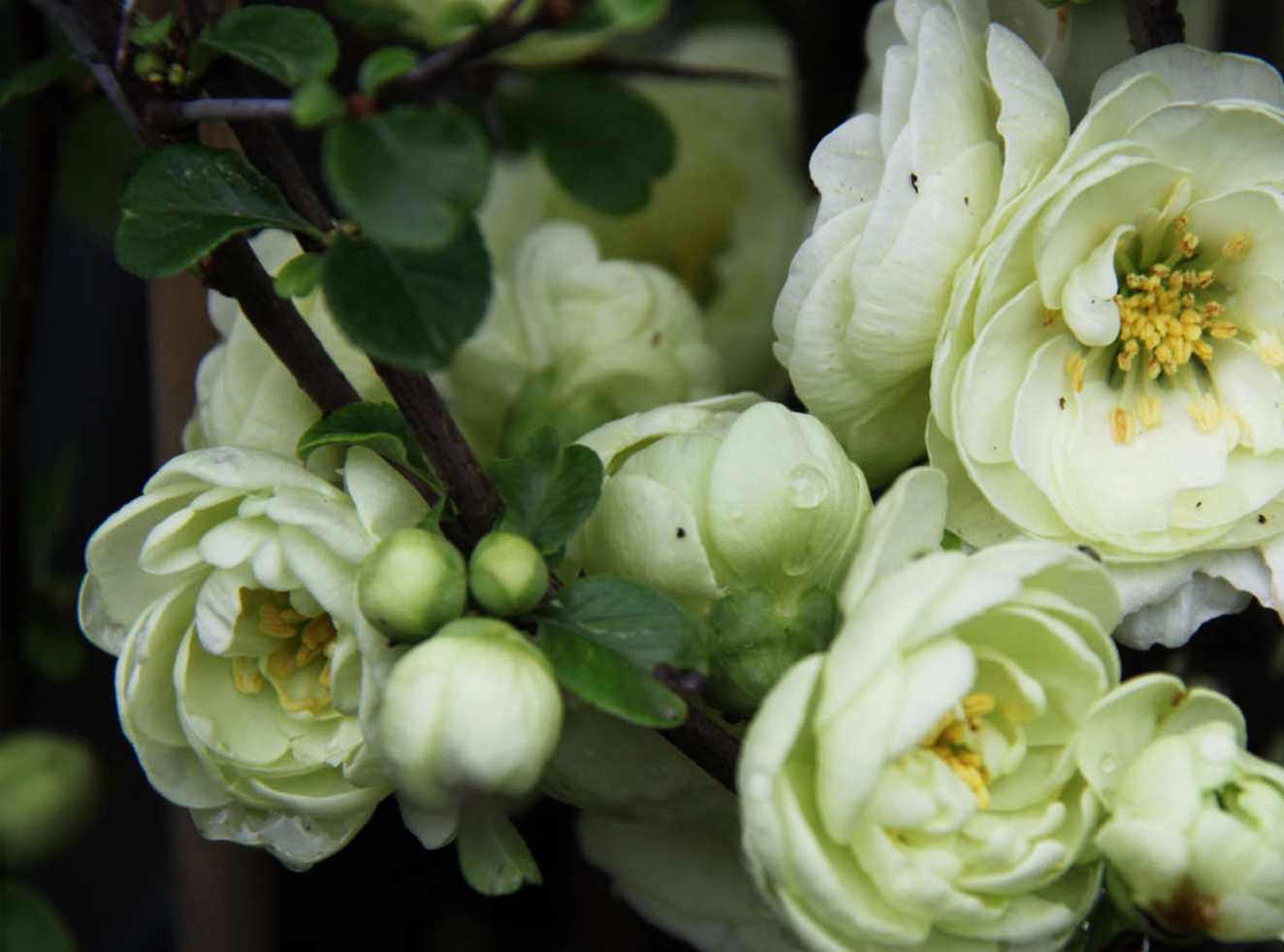 Айва мраморная