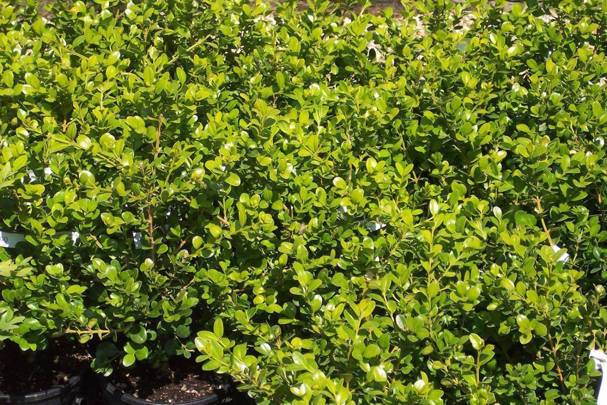 Самшит мелколистный