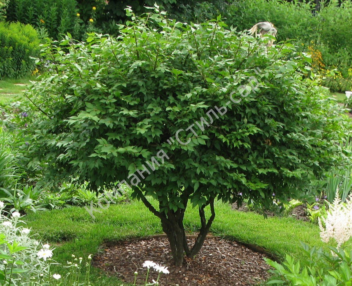 Бересклет крылатый