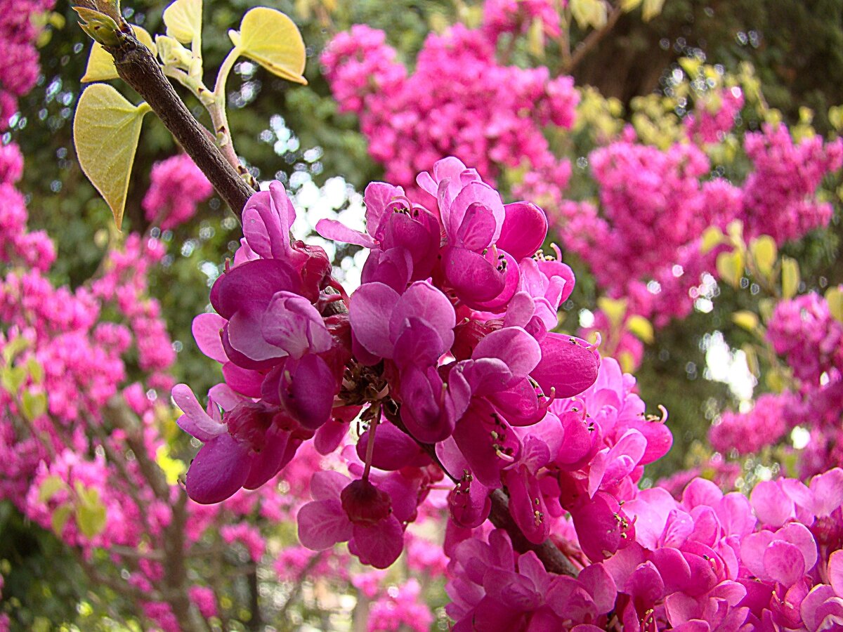 Багрянник Гриффита