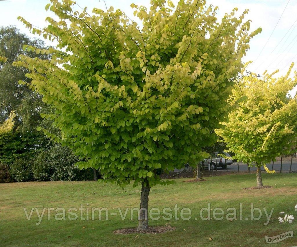 Вяз голый Вяз голый