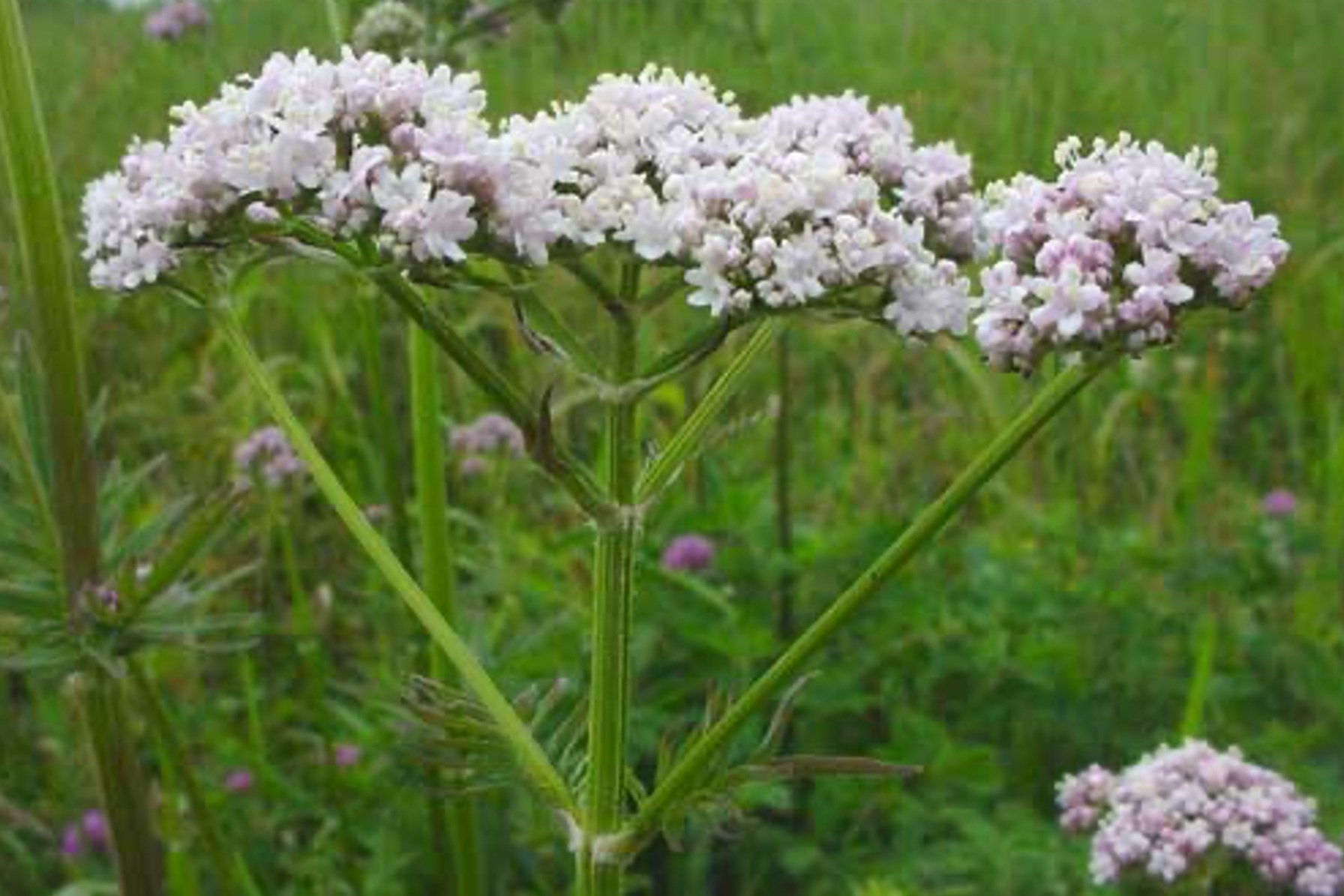 Валериана Валериана
