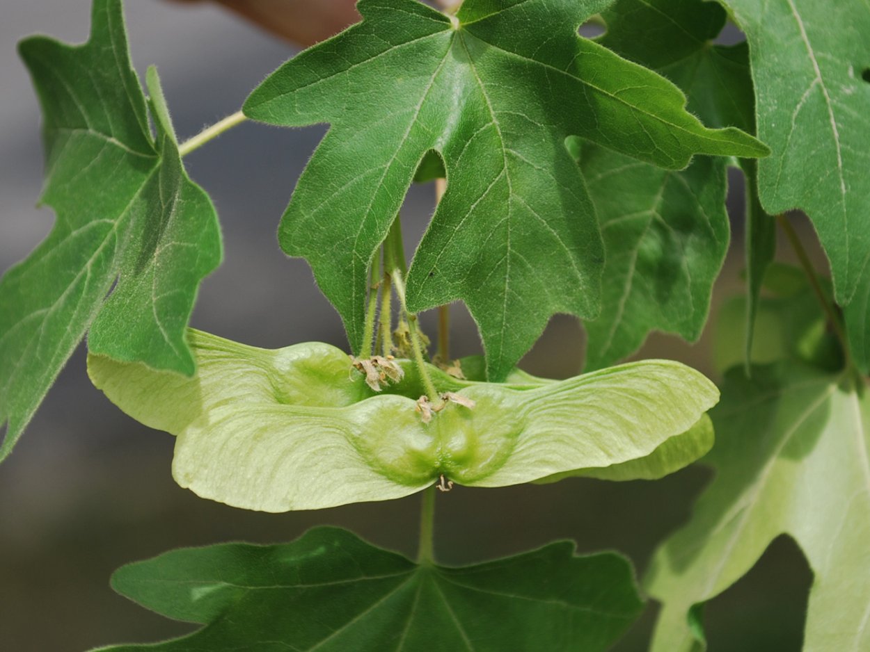 Клён полевой Клён полевой