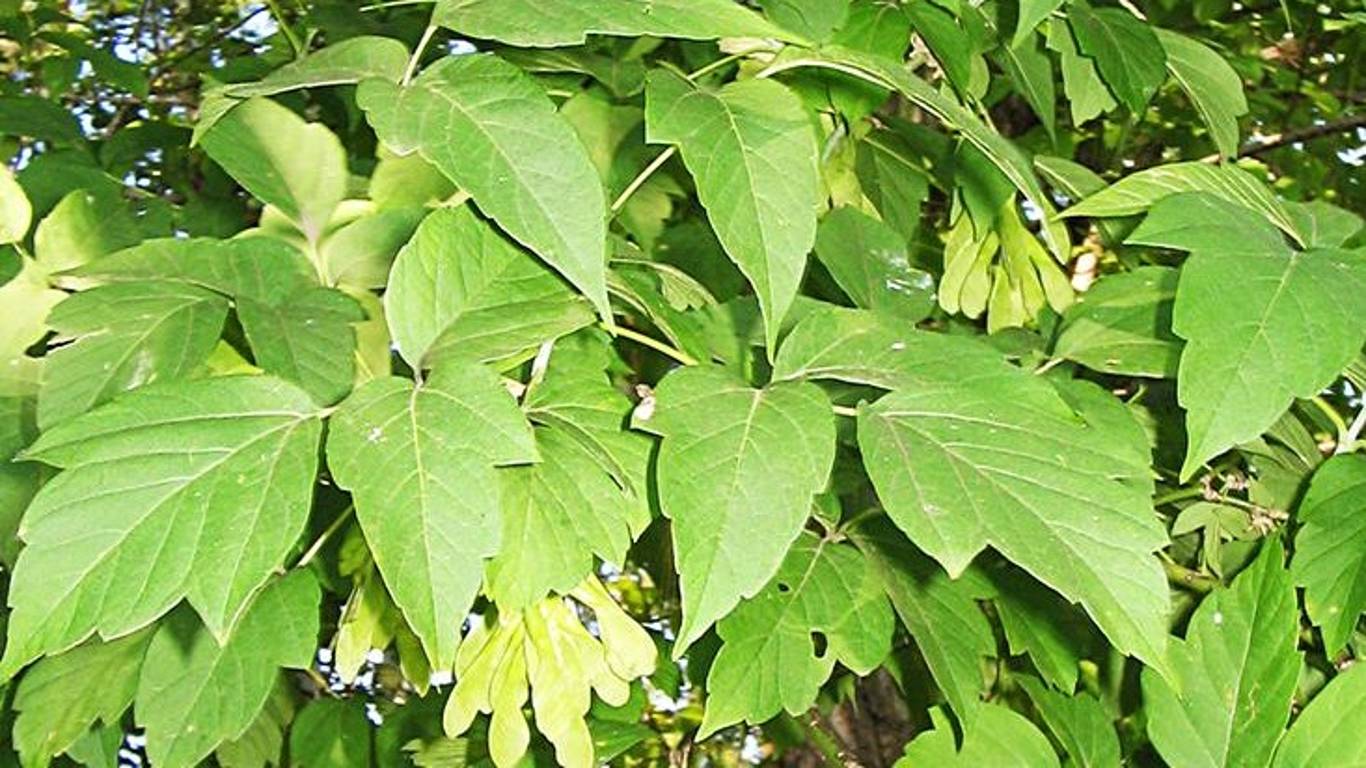 Клён ясенелистный