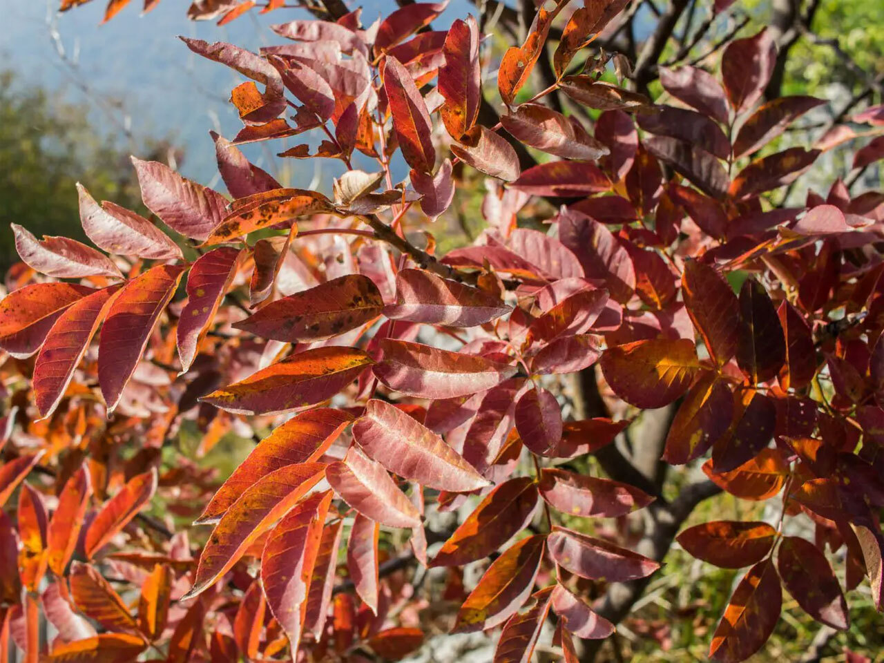 Ясень белый