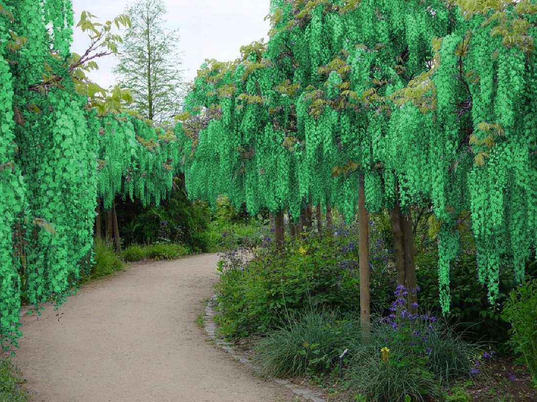 Глициния китайская Глициния китайская