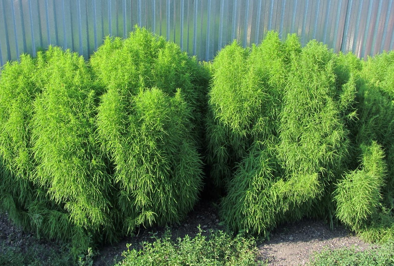 Бассия веничная Бассия веничная