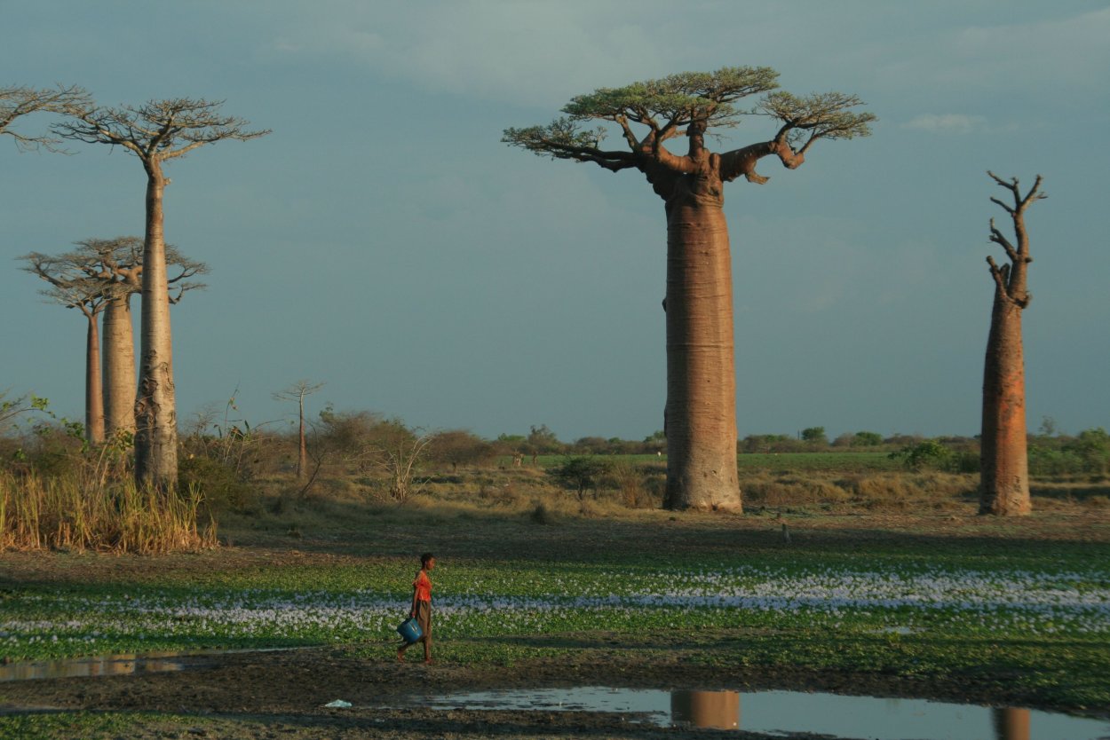 Баобаб африканский