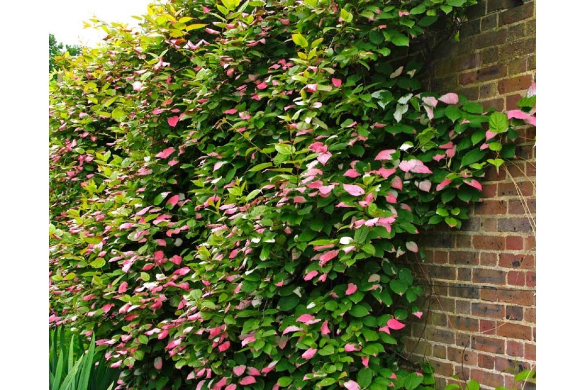 Актинидия полигамная