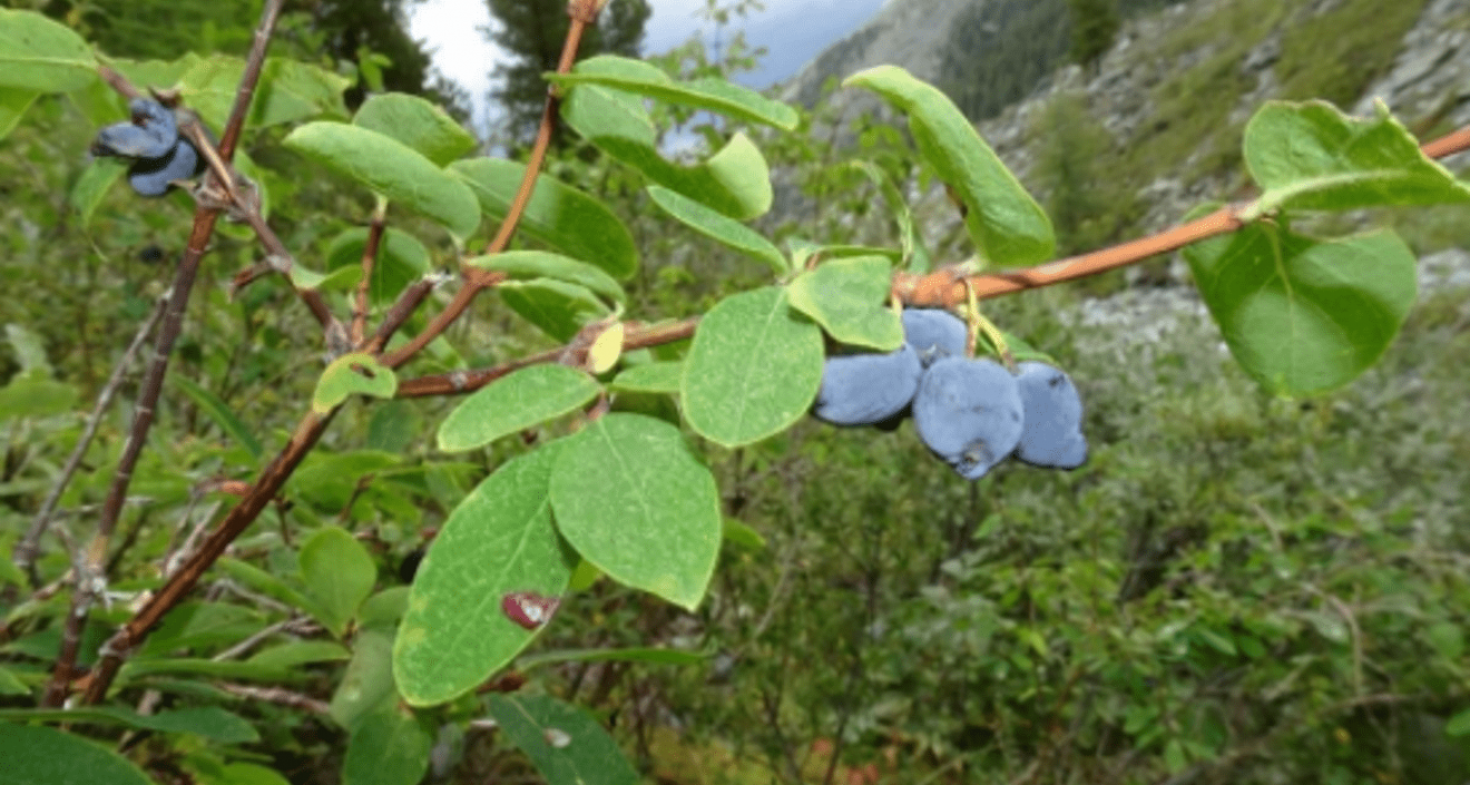 Жимолость алтайская