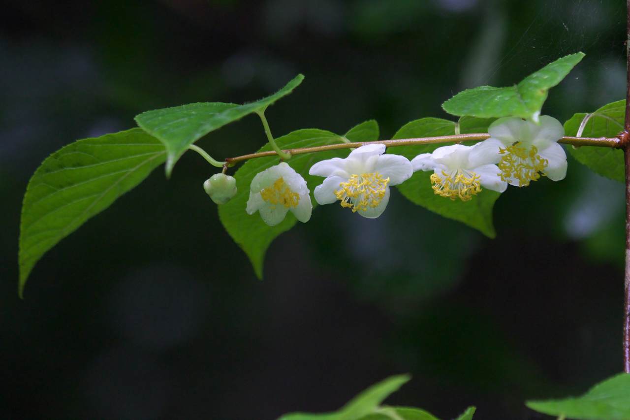 Актинидия полигамная