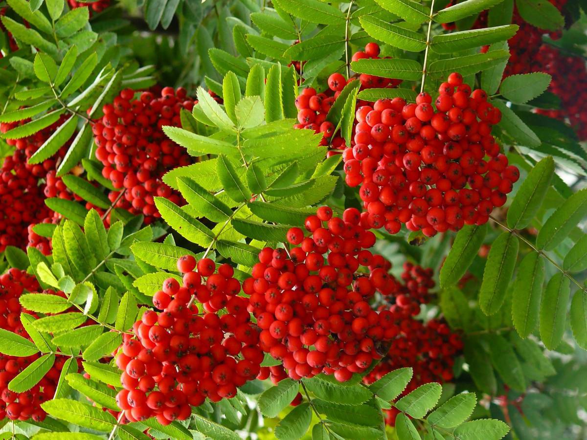 Рябина обыкновенная