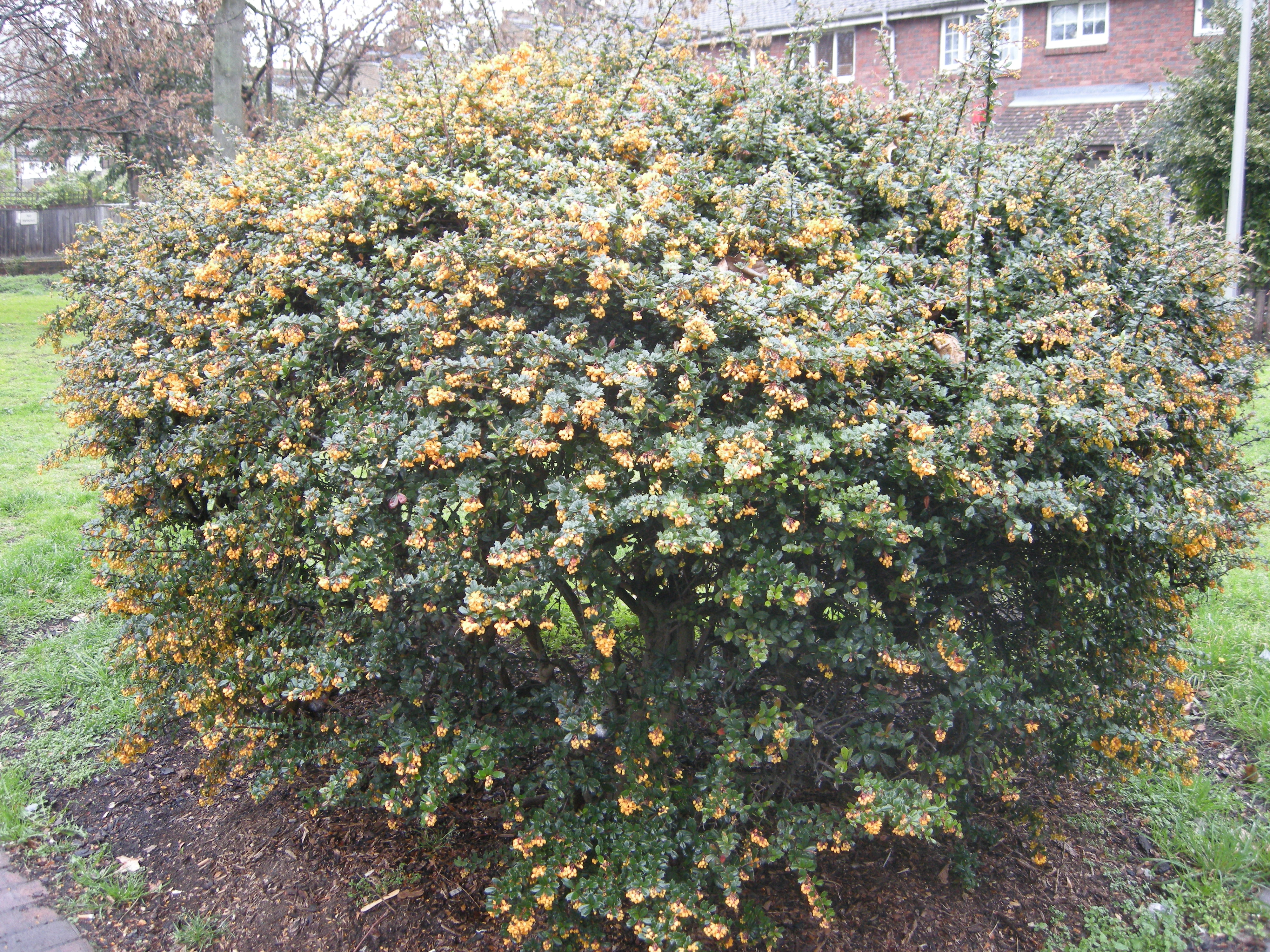 Барбарис Дарвина