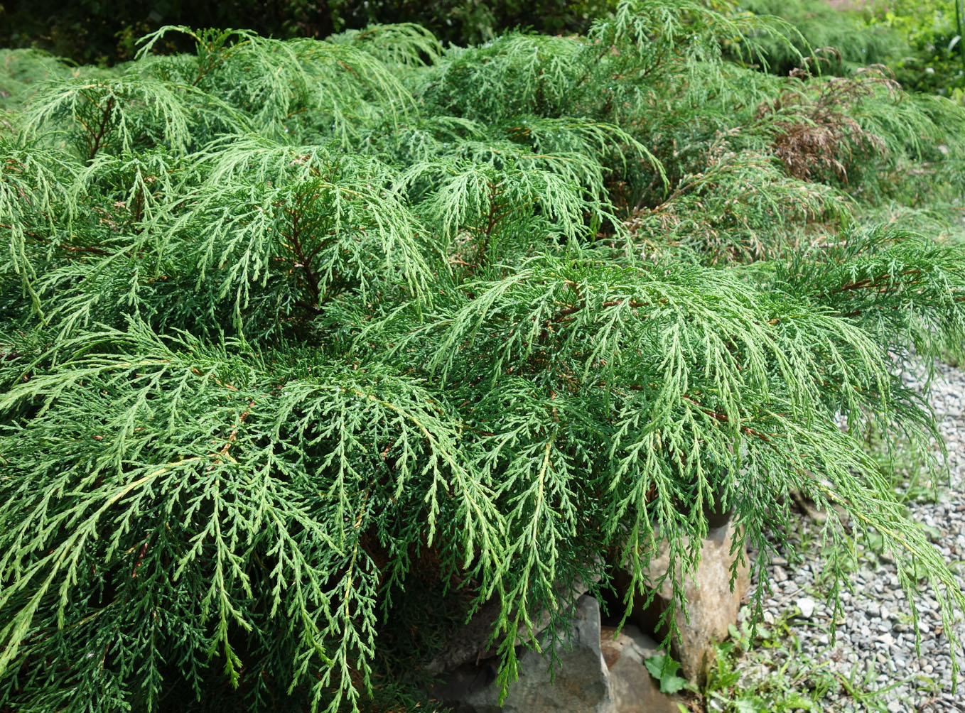 Микробиота