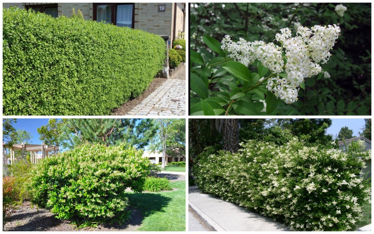 Бирючина пестрая Бирючина пестрая