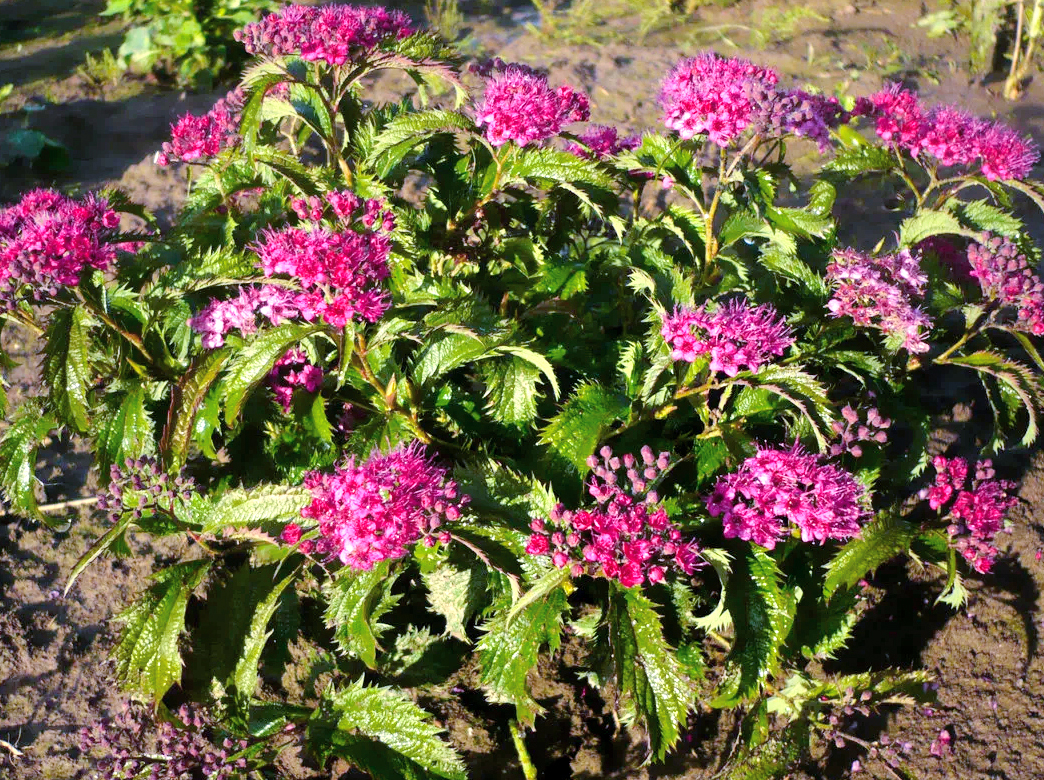 Спирея японская