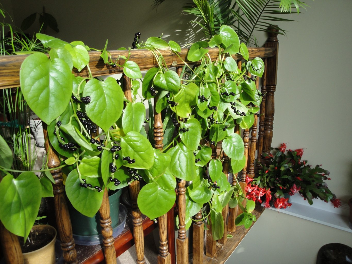 Базелла белая