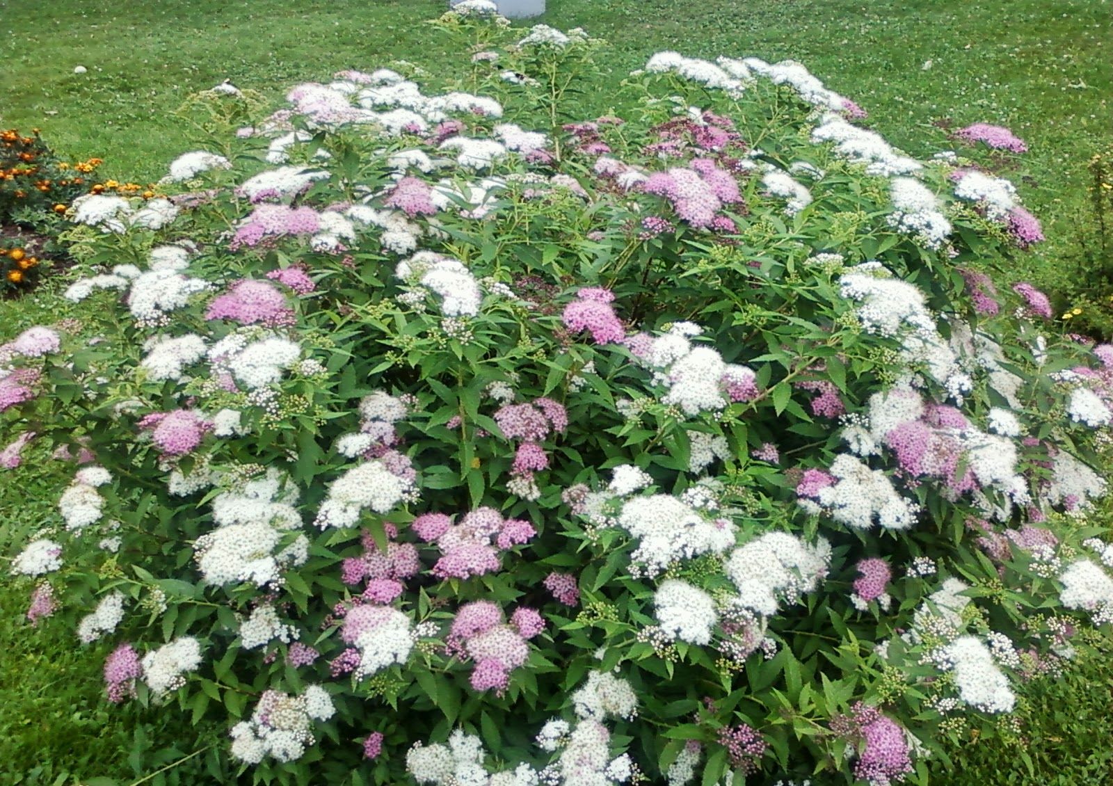 Спирея японская