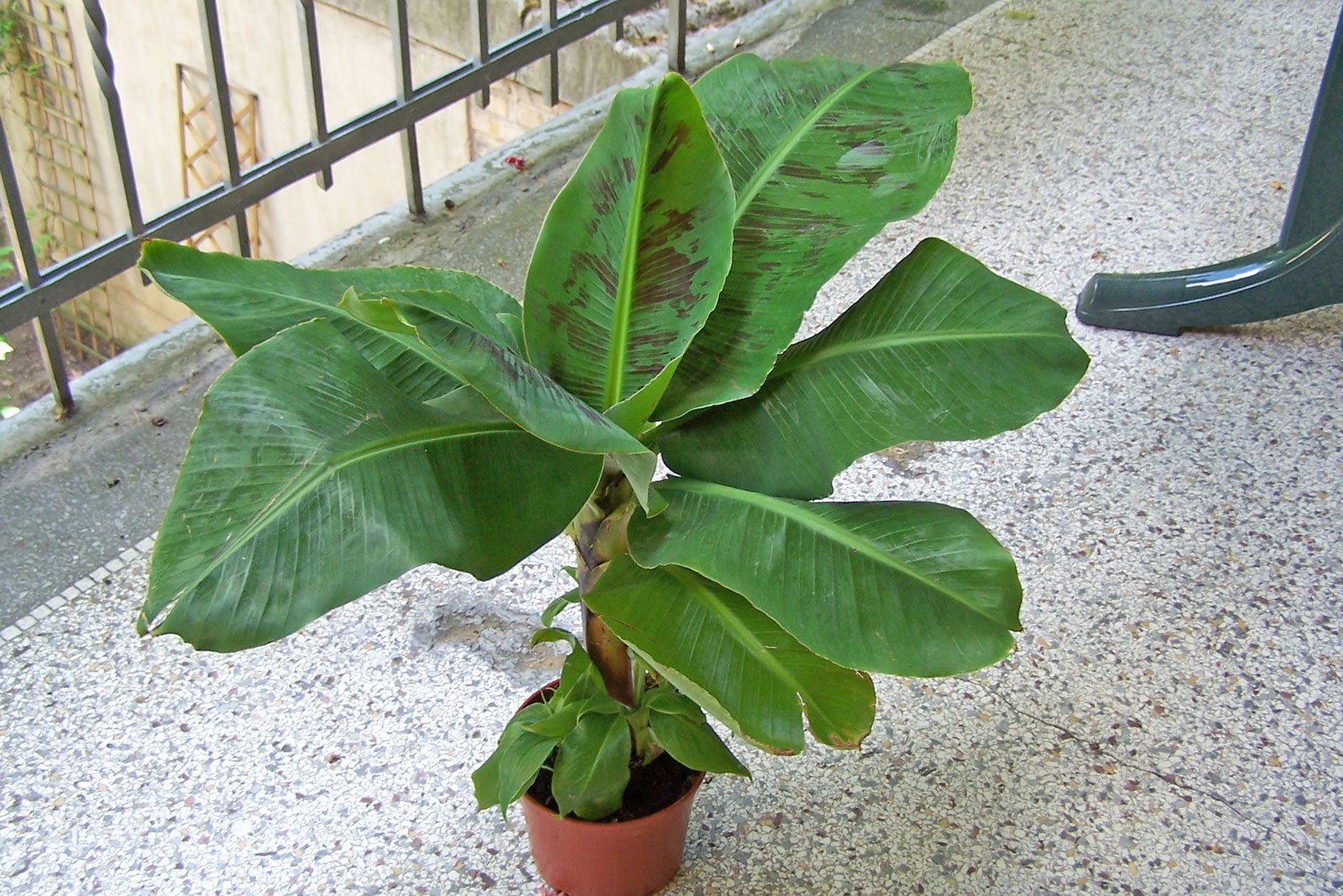 Банан заострённый