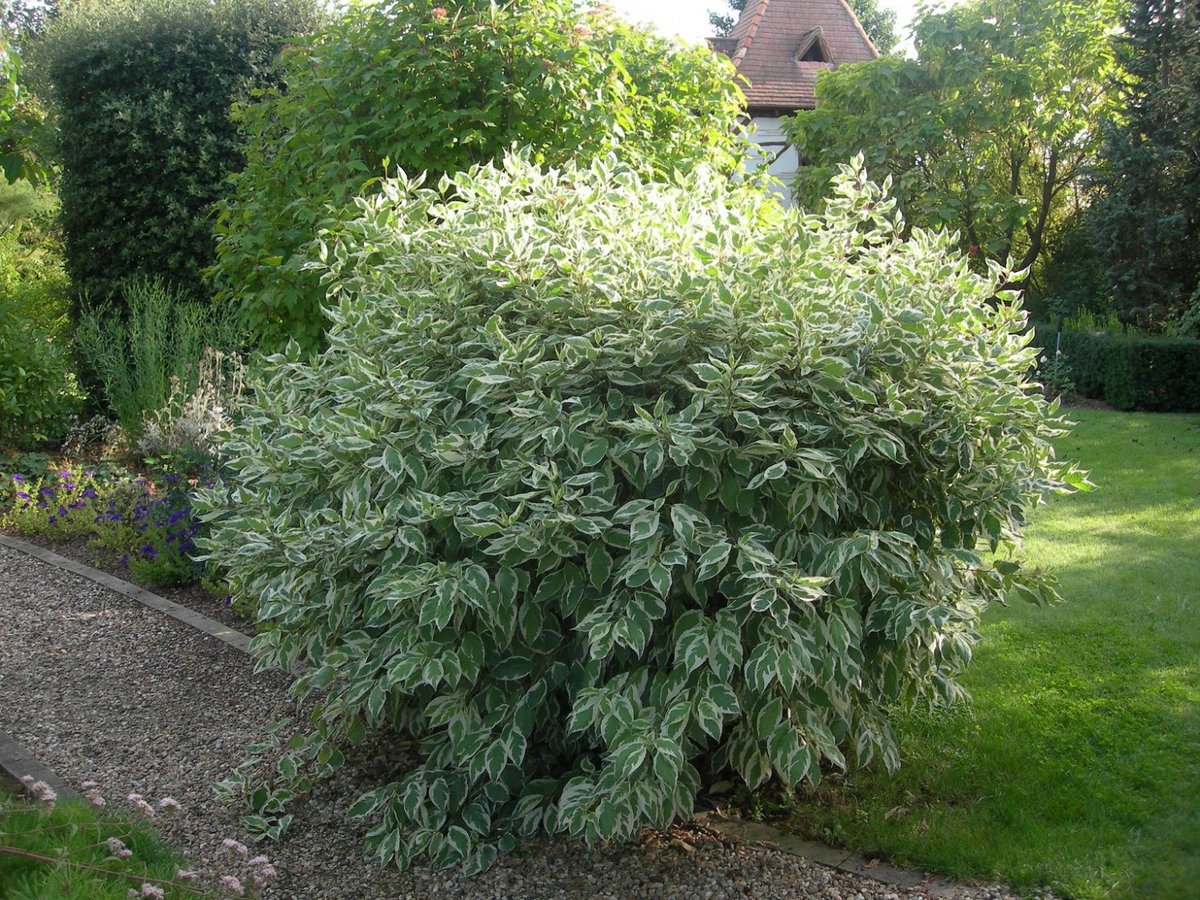 Дерен Натела Дерен Натела