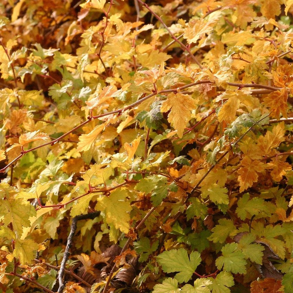 Стефанандра