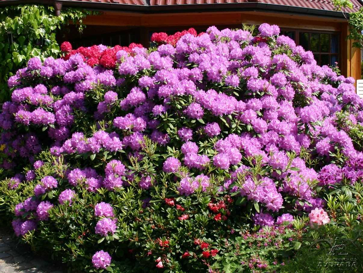Рододендрон катевбинский