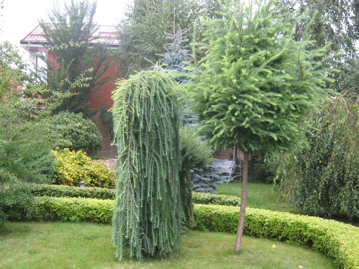 Лиственница европейская Лиственница европейская