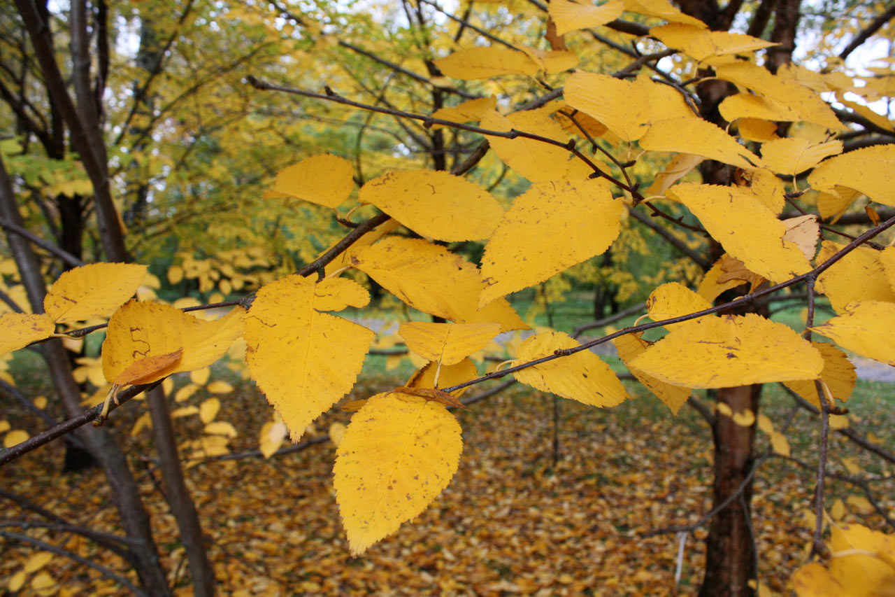 Береза ребристая