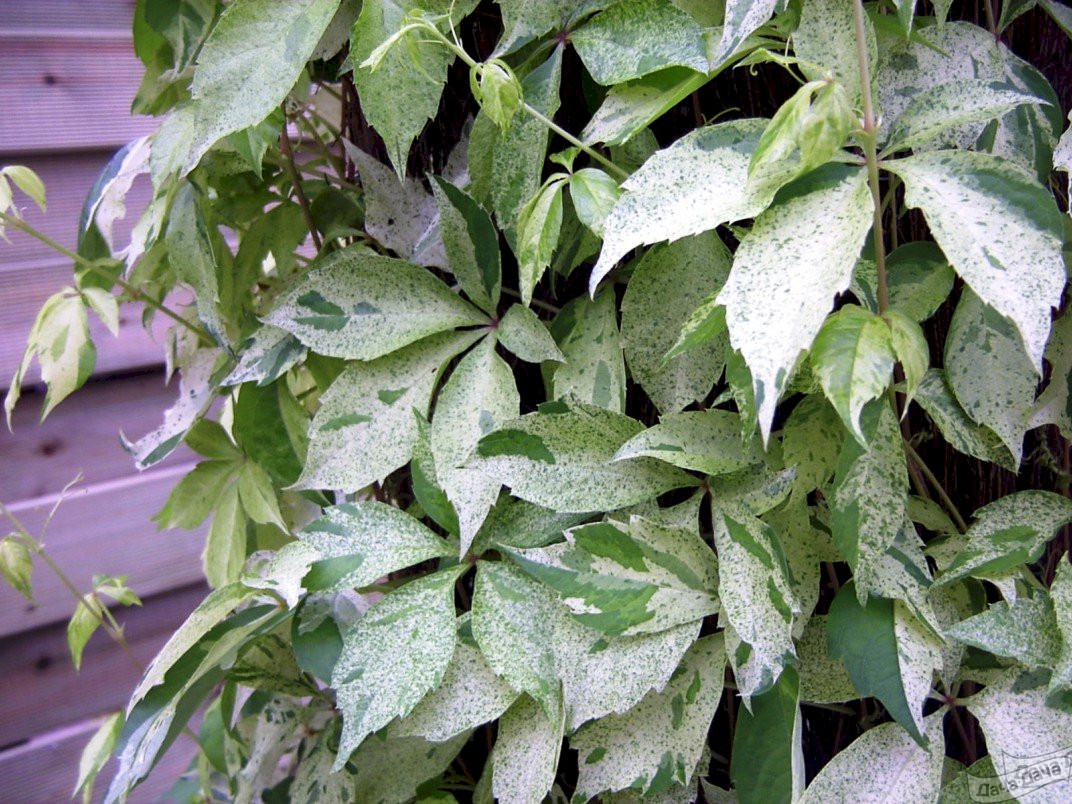 Девичий виноград пестрый