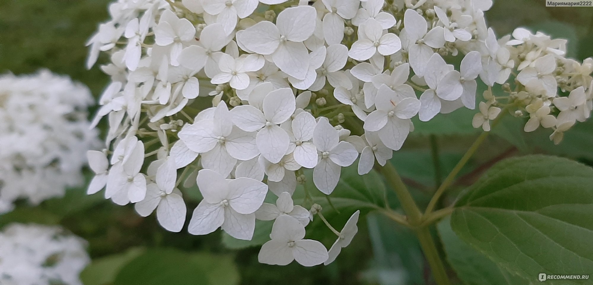 Гортензия пепельная Гортензия пепельная