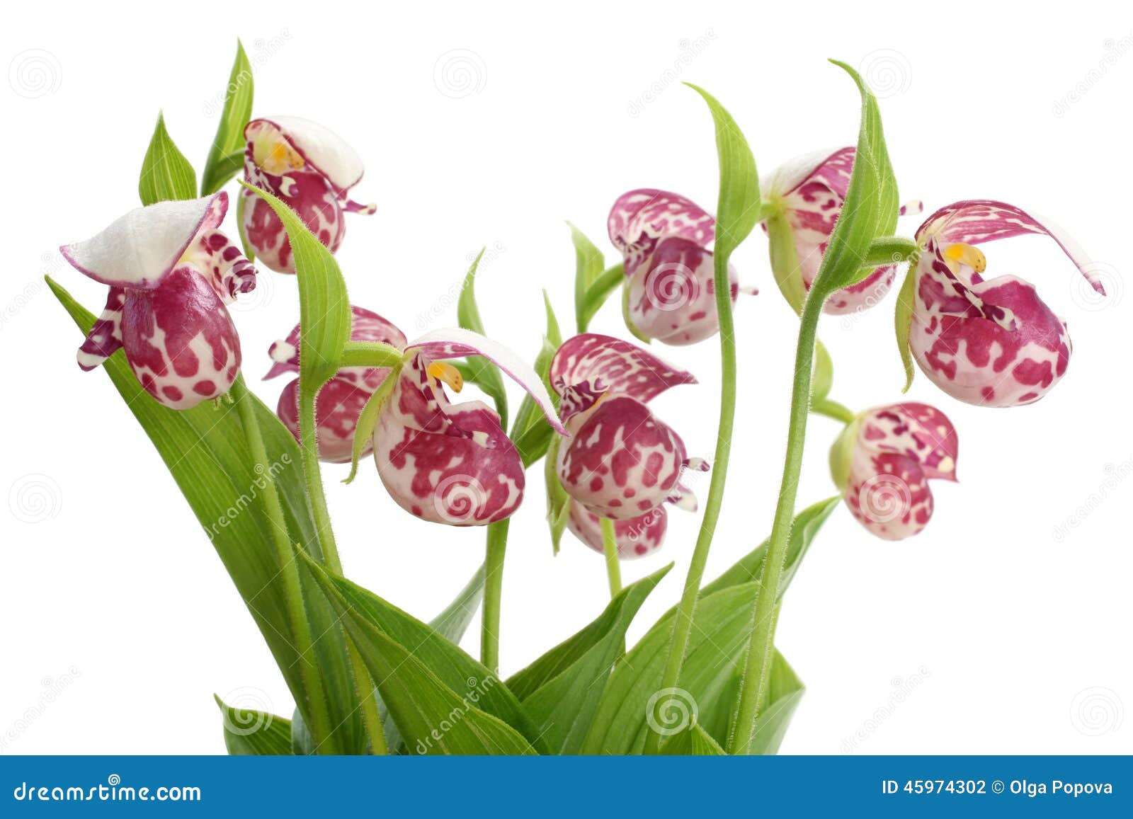 Башмачок белоснежный Башмачок белоснежный