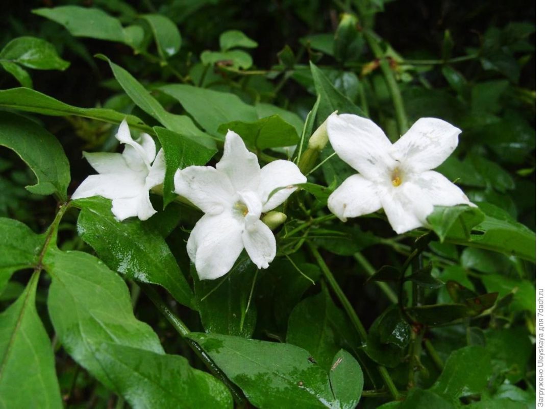 Жасмин отвороченный