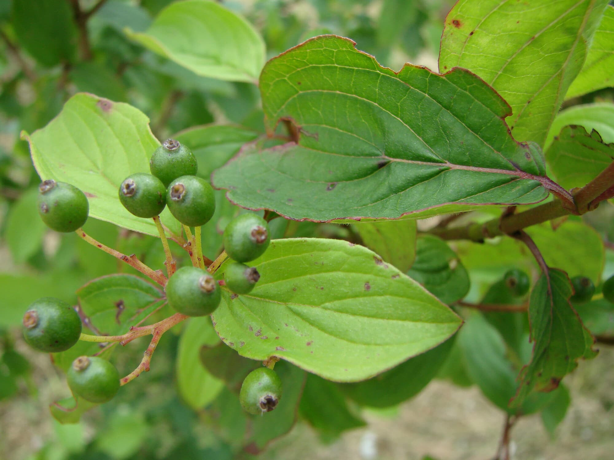 Дерен мужской