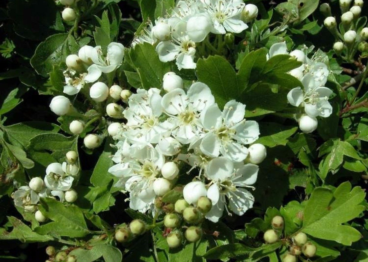 Боярышник зеленомясый