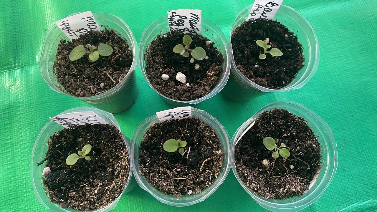 Бегония Бегония