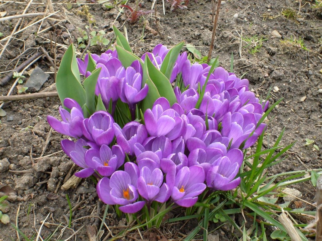 Крокус