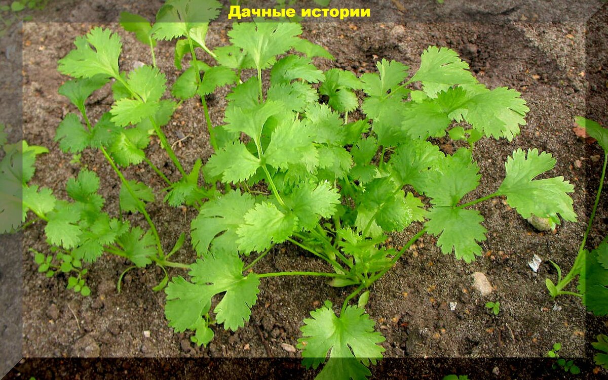 Кориандр