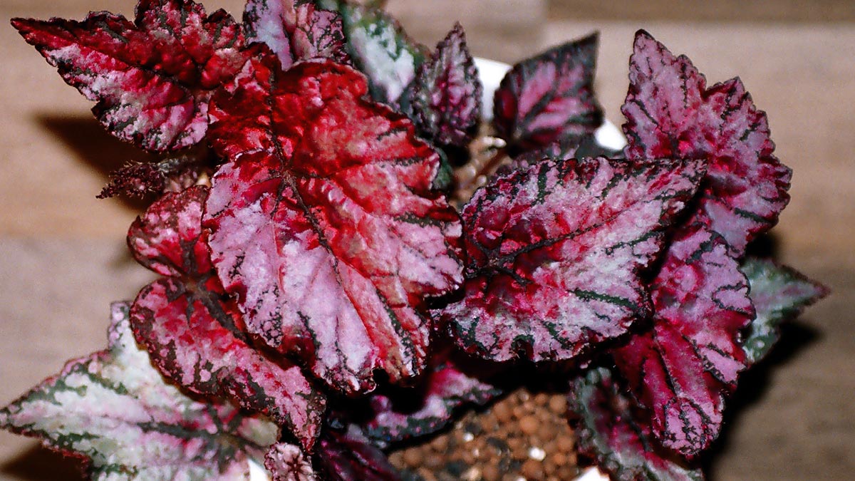 Бегония королевская